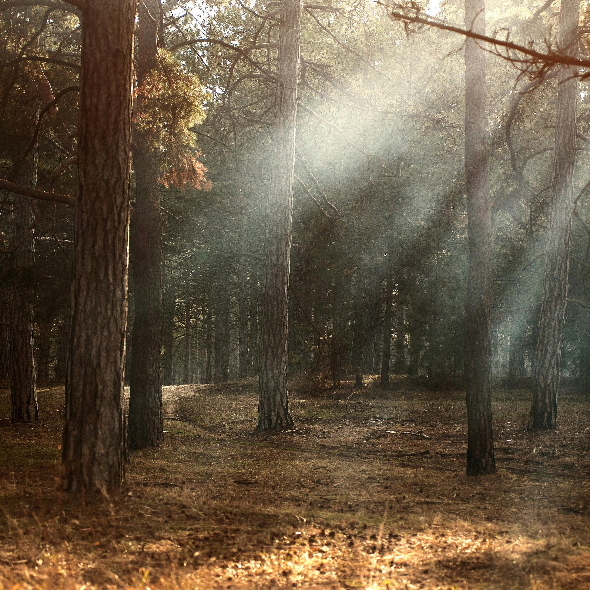 Sunlight filtering through trees in a forest
