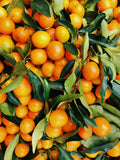 Close-up of bright orange mandarin oranges with green leaves.