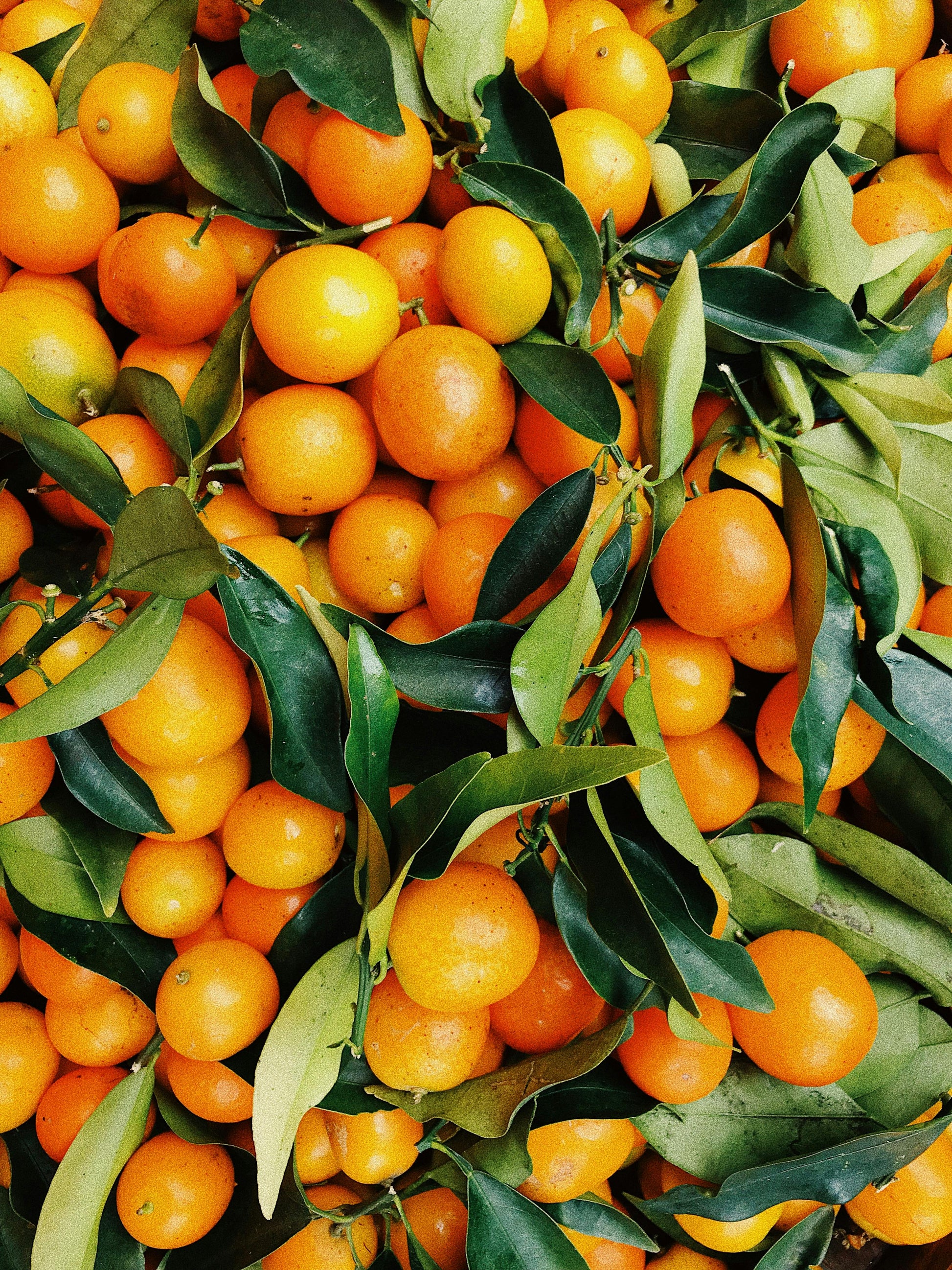Close-up of bright orange mandarin oranges with green leaves.