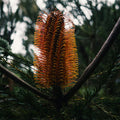 Close-up of a banksia flower with blurred green foliage in the background