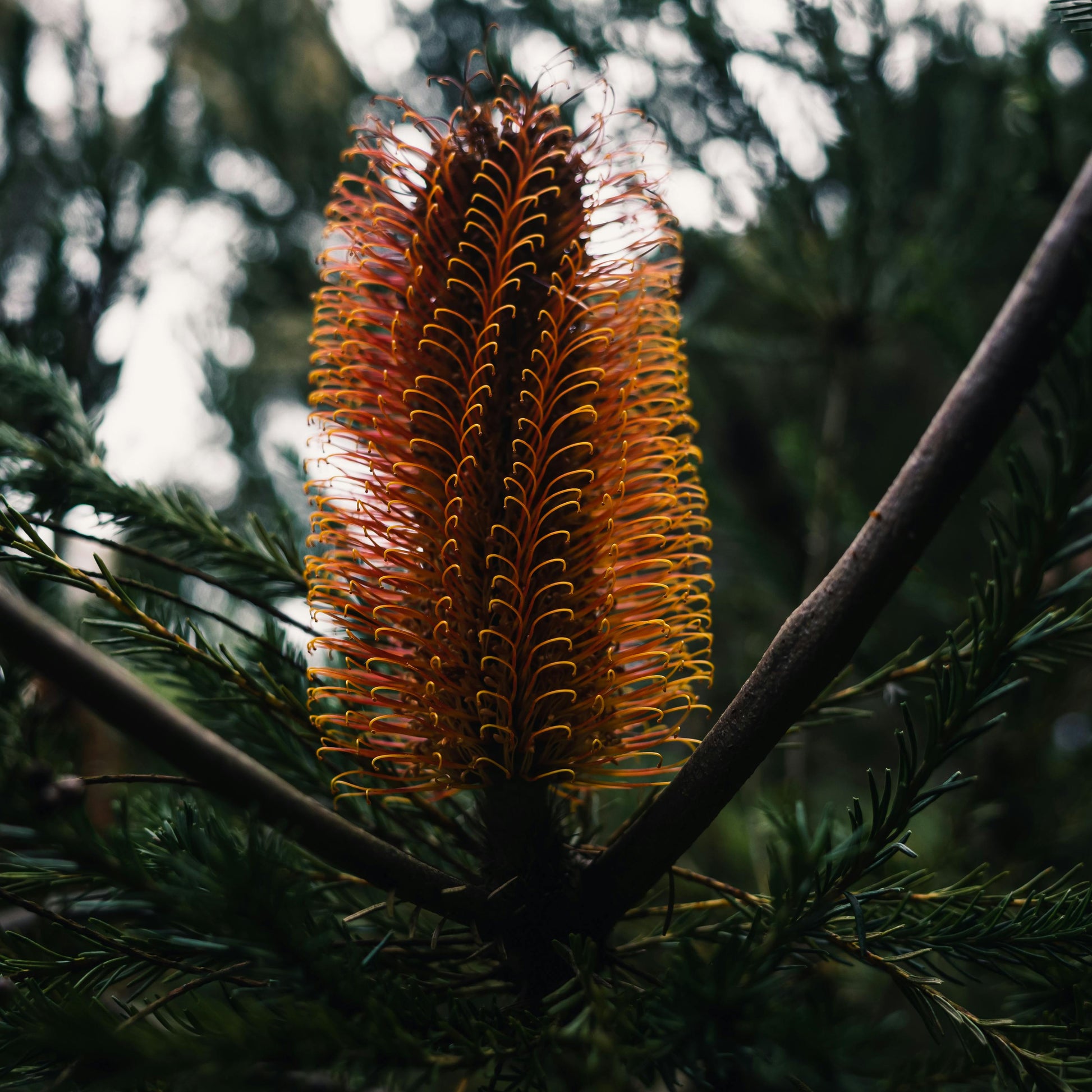 Close-up of a banksia flower with blurred green foliage in the background